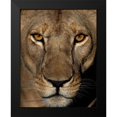 thumbnail image 2 of Niassa Lion Project 20x24 Black Modern Framed Museum Art Print Titled - Golden Eyes, 2 of 5