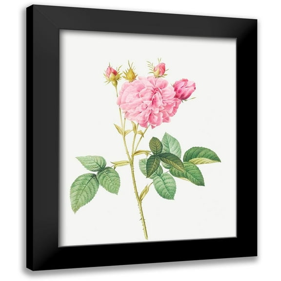 Redoute, Pierre Joseph 12x14 Black Modern Framed Museum Art Print Titled - Agatha rose, Rosa gallica Agatha