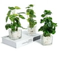 thumbnail image 3 of K-Cliffs Set of 3 Potted Faux Greenery in Clear Glass Square Pots w/ Decorative White Stones, 3 of 5
