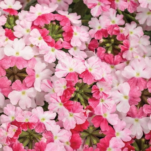 50 Sparkling Rose Verbena Seeds