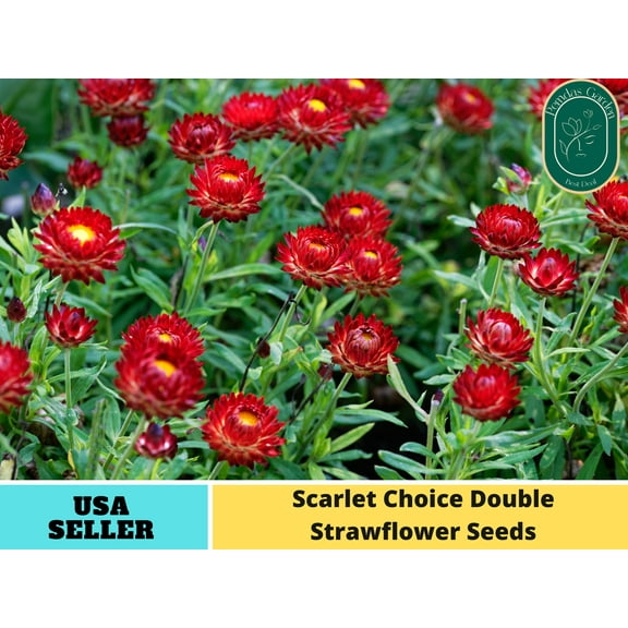 100 Seeds| Scarlet Choice Double Strawflower seeds - Authentic Seeds - Perennial~non GMO~~Flower seeds ~ Asian Garden~ Herbs B5G1 #k009