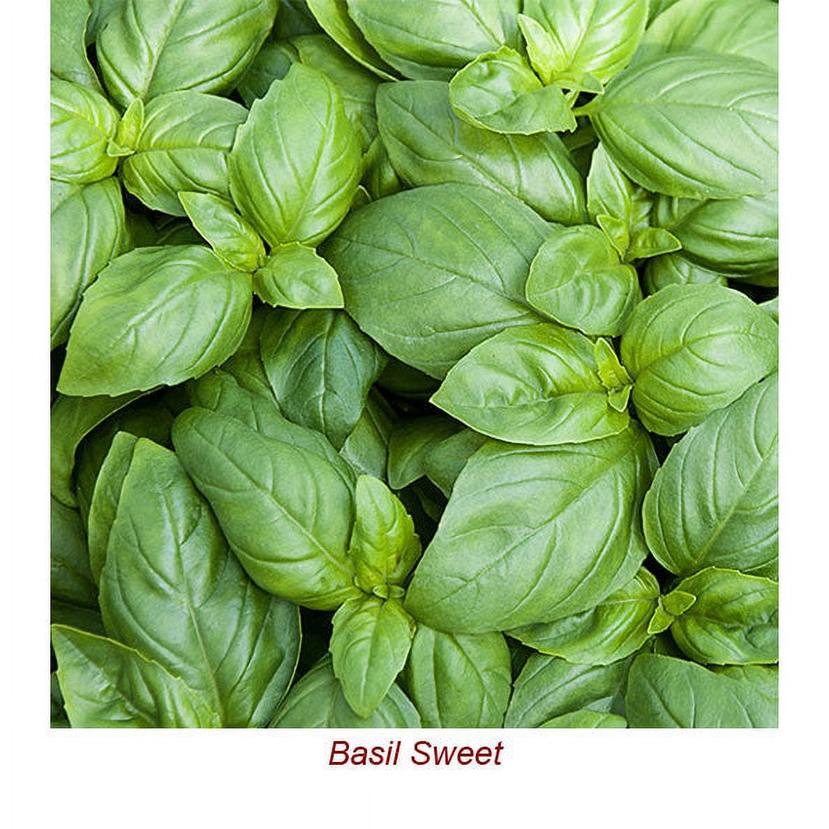 Basil Sweet Organic Essential Oil 1 fl oz (30 ml) - 100% Pure and Natural by Silky Scents