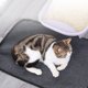 thumbnail image 5 of Alfombrilla para arena para gatos, alfombrillas para , alfombrilla antideslizante de , mantel individual, alfombra, almohadillas para cama, Yuyangstore Cojín para tazón, 5 of 8