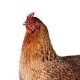 thumbnail image 3 of KAKOWELY 1Jgo De Patio Con Acrílica De Gallina Para Jardín Duradero Y Atractivo, 3 of 7