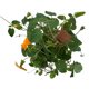 thumbnail image 5 of thumbergia 7", 5 of 6