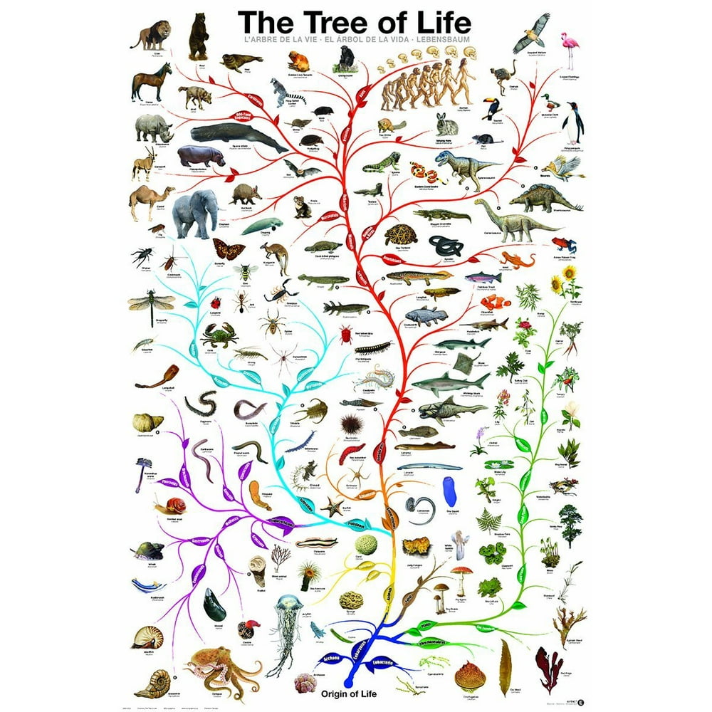 Evolution Starts With A Tree Chapter 1 Evolution Tree of Life featuring Charles Darwin, 24x36 Poster Print