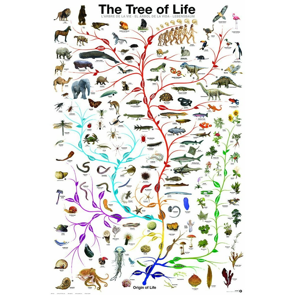 Evolution Tree Of Life Featuring Charles Darwin 24x36 Poster Print