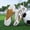Broken nail SD14 platinum, variant on PLERISE Men’s Soccer Cleats, Low-Top Football Boots with Anti-Slip Traction Studs, Durable Synthetic Upper and Sole for Training, Outdoor Sports, Wet and Muddy Fields