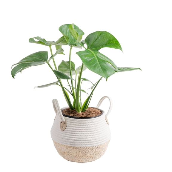 Costa Farms 24" Tall Monstera Deliciosa, Bright Indirect Sunlight, Indoor Live House Plants in 9.84" basket