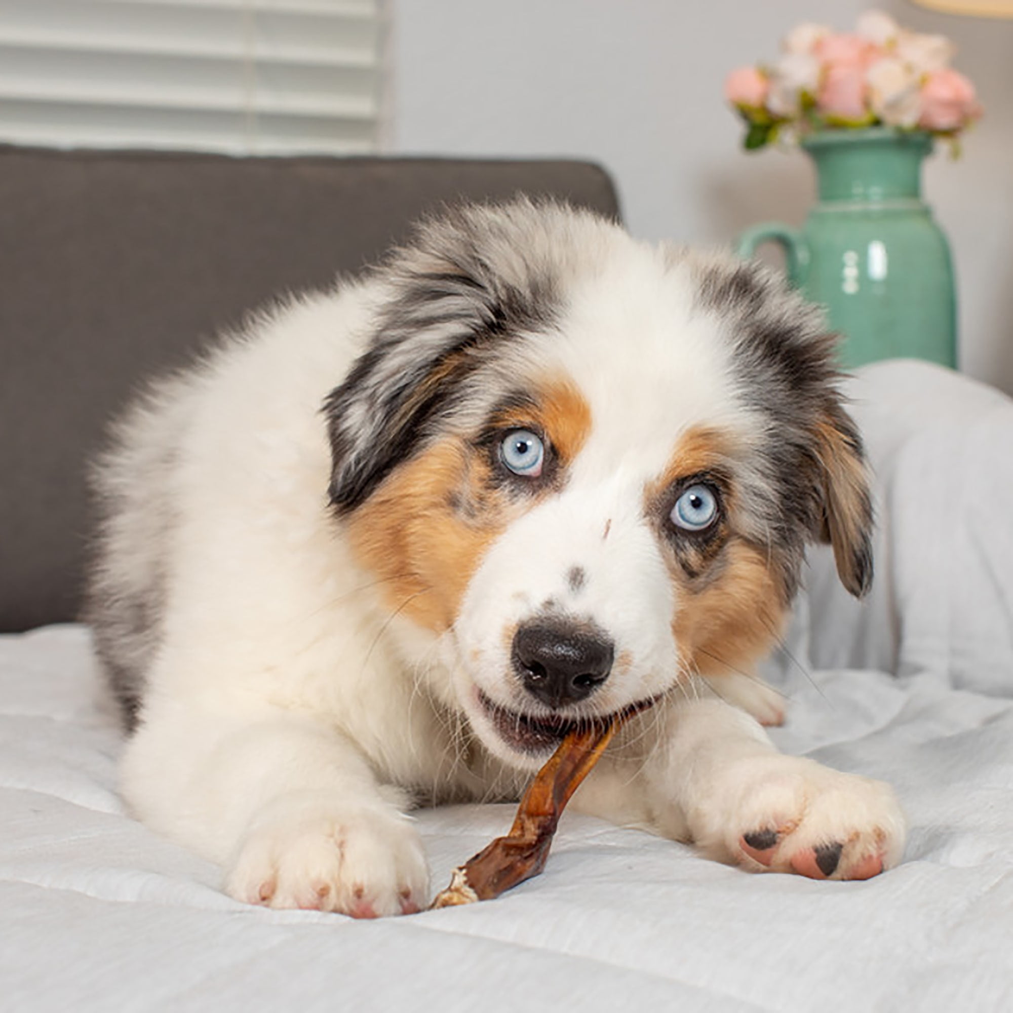 6" Standard Steer Bully Stick Dog Chew Treat, 3 Pack