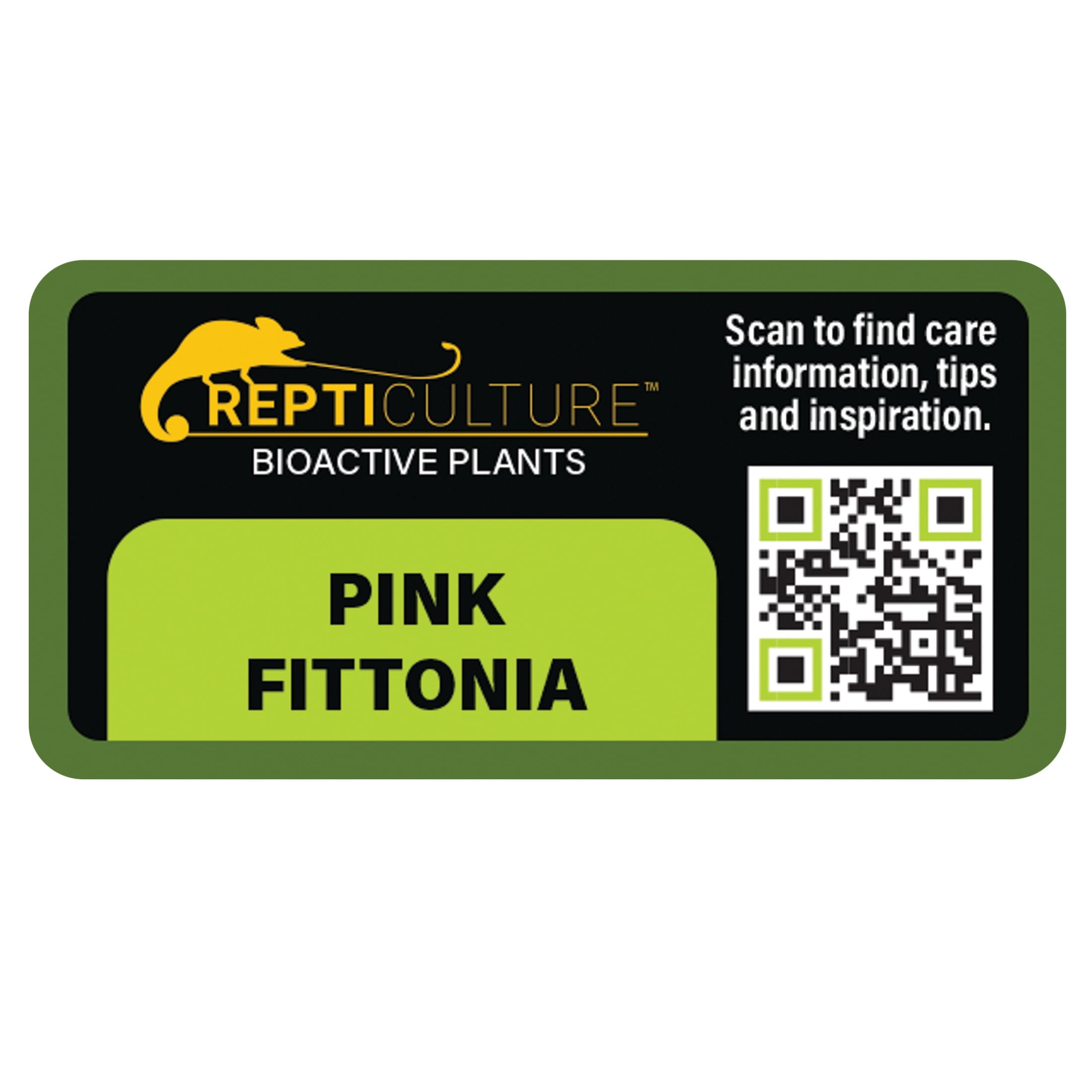 ReptiCulture Pink Fittonia Tropical 2" Pot 3 pk