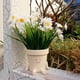 thumbnail image 5 of Maceta con Cara Sonriente, Maceta Divertida para Plantas de Interior y Exterior, Macetas con Cabeza , Maceta Decorativa con Cara Única B, 5 of 5