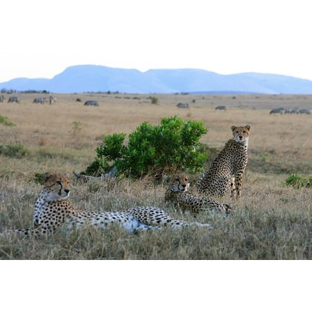 Wildlife Trio - Laminated Poster Cats Nature Wildlife Safari Trio Animal Ch Poster Print 11 x 17