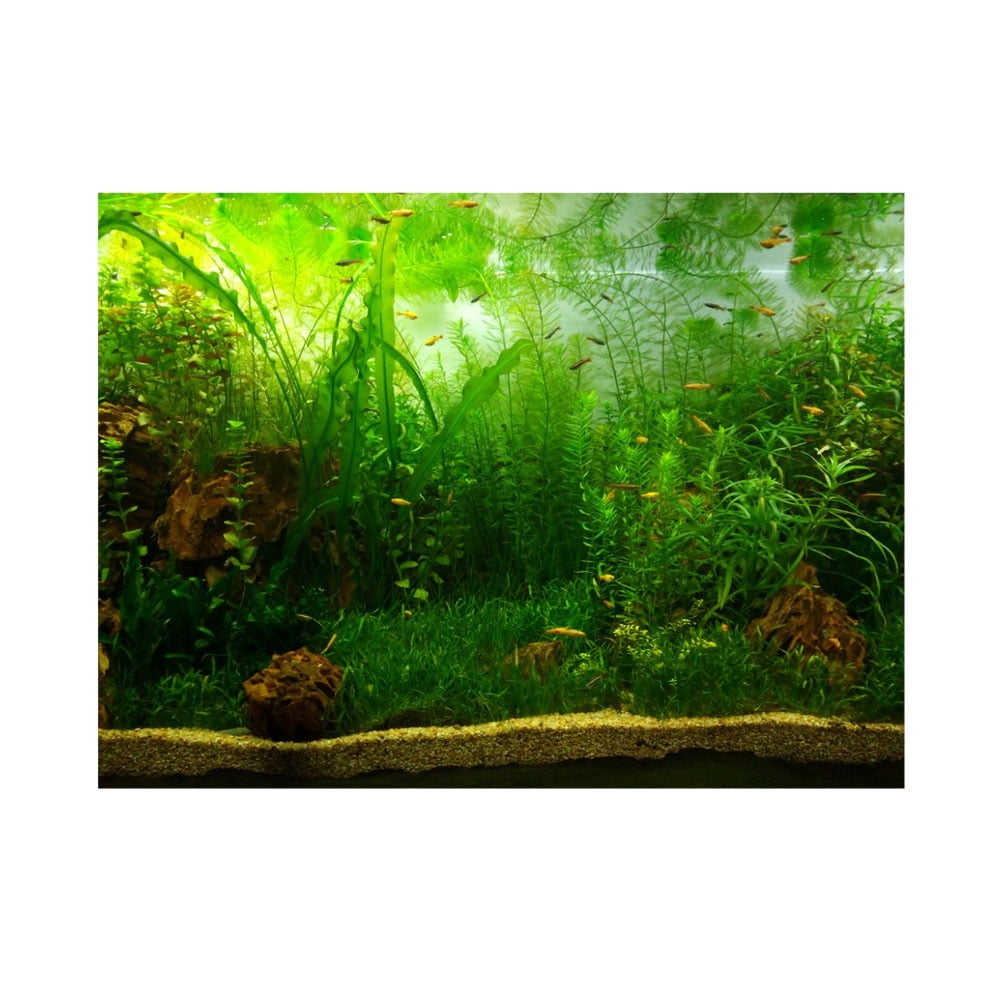 Green Forest Aquarium Background Poster Reptile Fish Tank Landscape Decor 