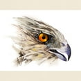 thumbnail image 3 of CafePress - Cooper Hawk Face Light T Shirt - Light T-Shirt - CP, 3 of 4