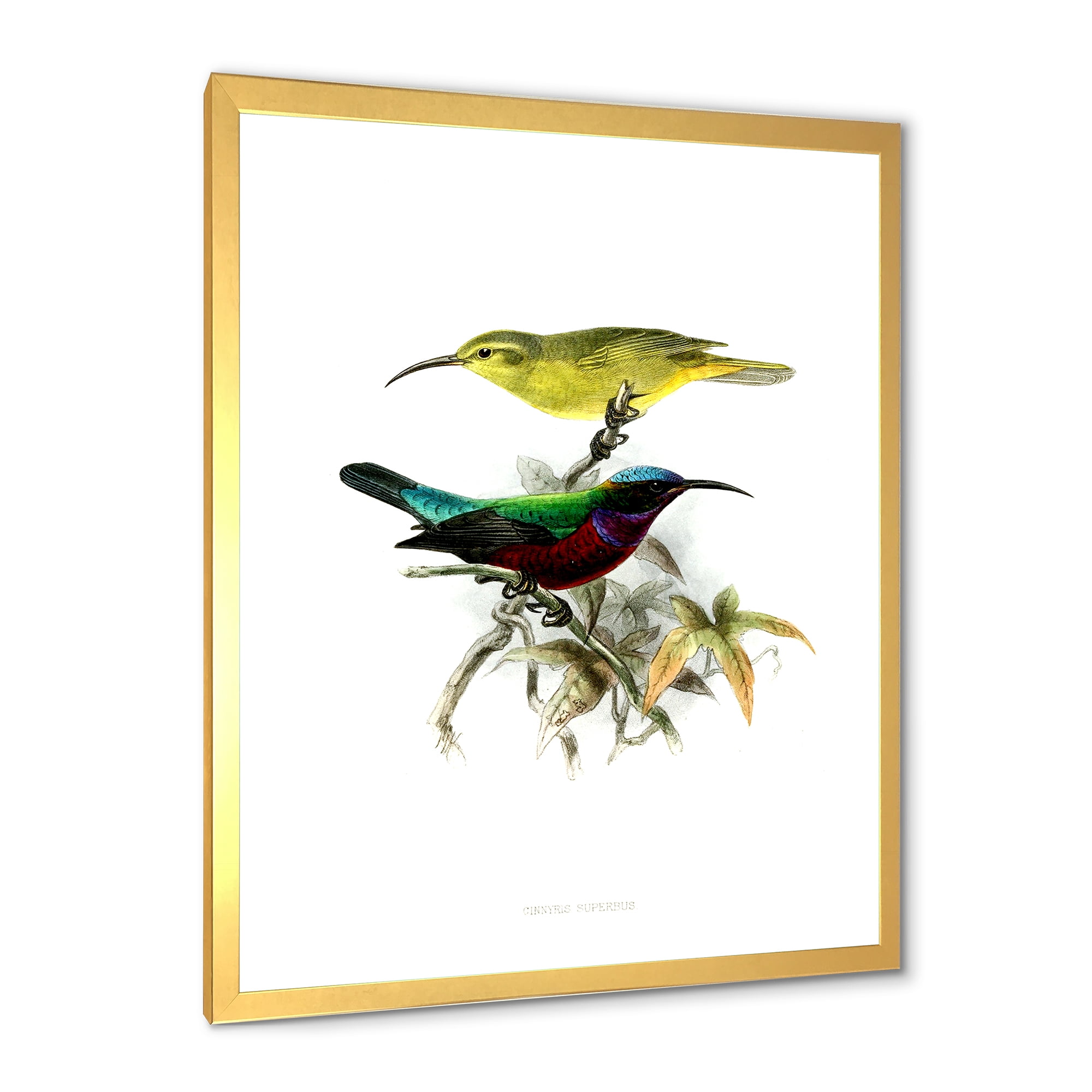Designart 'Ancient Australian Birds XV' Traditional Framed Art Print