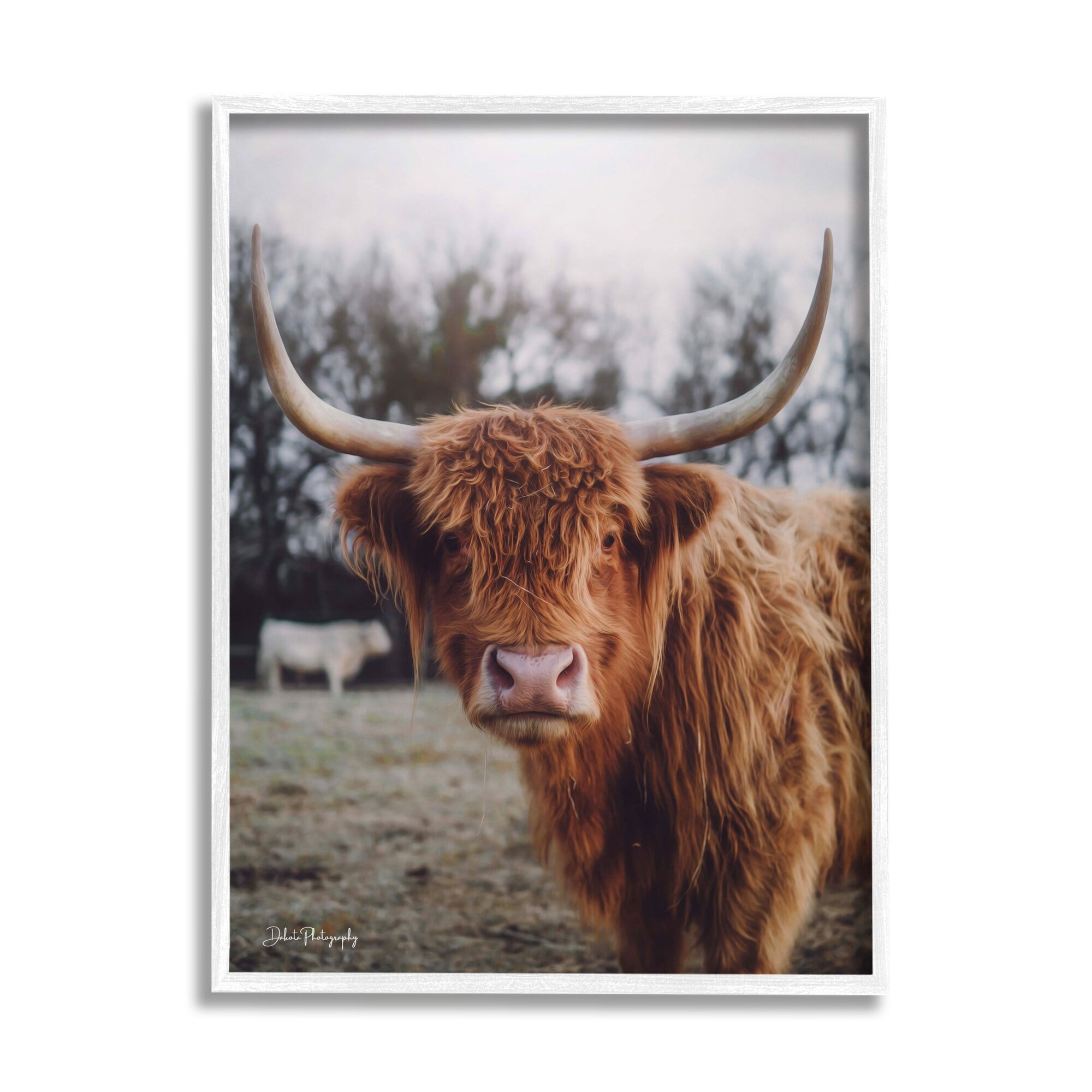 Stupell Industries Highland Cattle Cow Gazing Warm Sunny Portrait Photograph White Framed Art Print Wall Art, Design by Dakota Diener