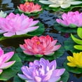 thumbnail image 6 of Artificial Flowers - Household Imitation - Artificial Floating Foam Flower With Water Lily Pad Artificial Floating Pool Flowers Lifelike Ornament - 1X Artificial Foam Lotus Flowers, 6 of 8