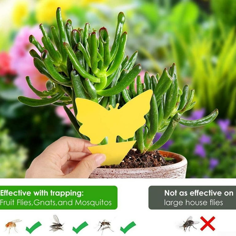 Insect Trap Fly Catcher Trap Fruit Fly Sticky Trap Insect Glue