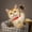 Red, variant on Pet Bone Rhinestone Dog Buckle Leash for Cat Adjustable Nylon Collar with Design Black 28-36 cm