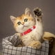 thumbnail image 2 of Pet Bone Rhinestone Collar - Ajustable 20-28cm, Material PU, Campana, para Perro/Gato, Regalo, 2 of 4