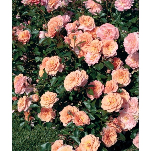 Apricot Drift' Landscape Rose  3 Gallon