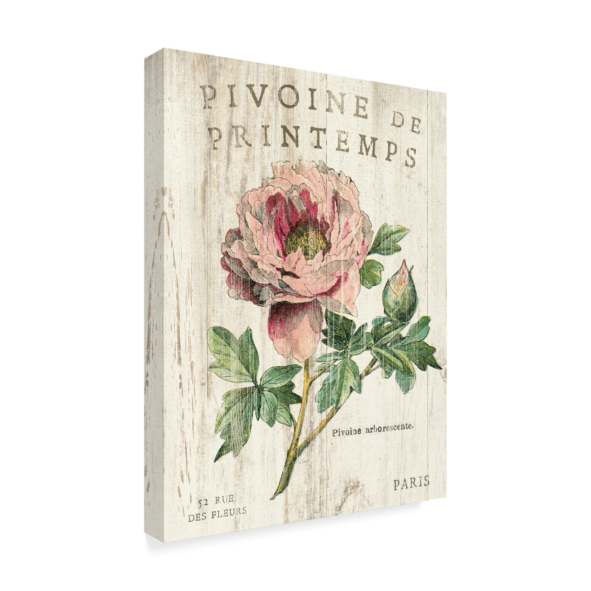Trademark Fine Art 'Pivoine de Printemps' Canvas Art by Sue Schlabach