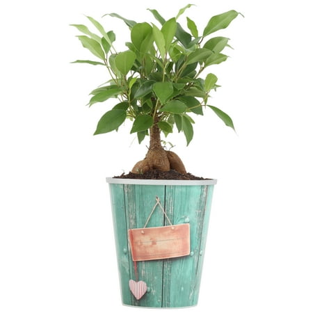 Delray Plants Bonsai Tree Easy to Grow Live House Plant, Ginseng Ficus in 4-inch Waterwick Self-watering