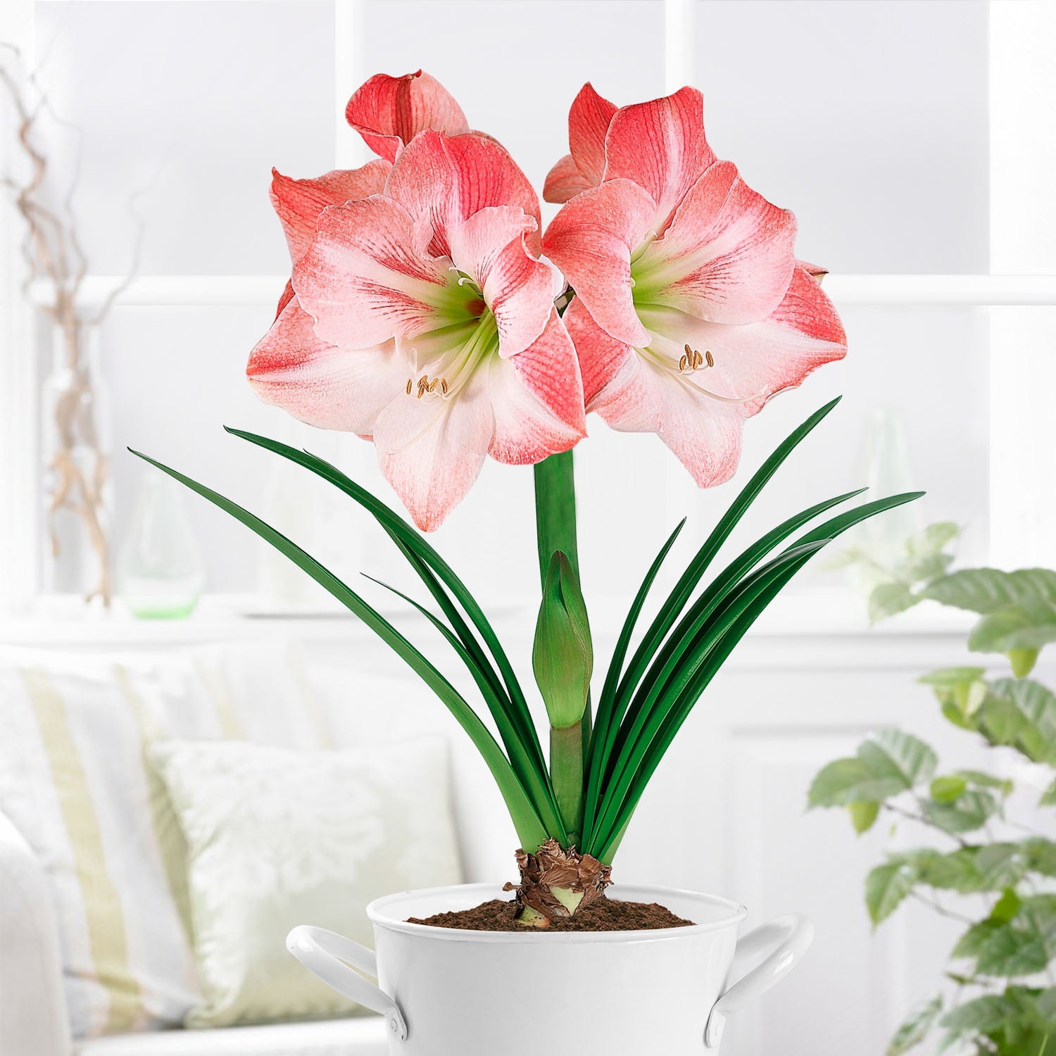 Garden State Bulb Apple Blossom Amaryllis Flower Bulb, 28/30cm (Bag of 3)