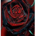 thumbnail image 4 of Rare Rose Seeds True Blood Rose Bush 20 Seeds, 4 of 5