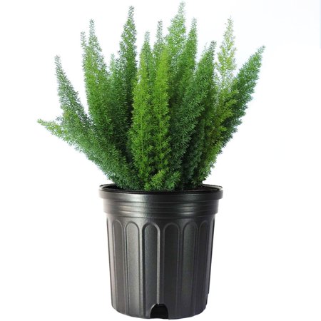 American Plant Exchange Foxtail Fern, 10-Inch Pot, Large Live Plant, Luscious Houseplant