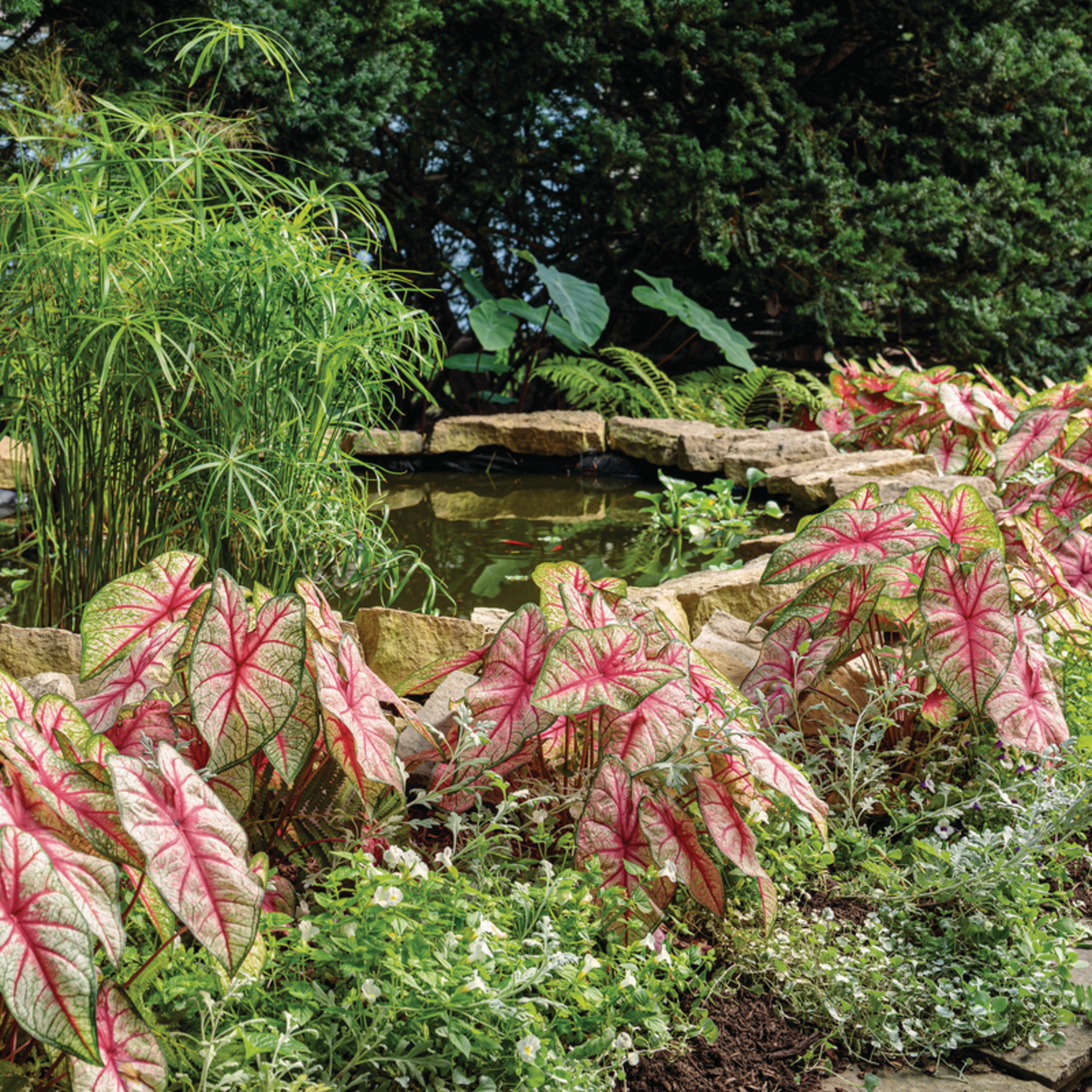 Proven Winners 5" Multicolor Heart to Heart 'Bottle Rocket' Sun or Shade Caladium Live Plant in 4.5" Pot (4 Count)