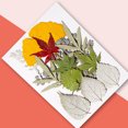 thumbnail image 4 of Hojas secas naturales DIY Art Hecho A Mano A La Planta Enmarcada De Hojas De Hojas Decoración Decorativa Para Hogar Para Tarjetas De Boda Resina Vela Verde Hoja 9 Irene Inevent HA010772-02, 4 of 7