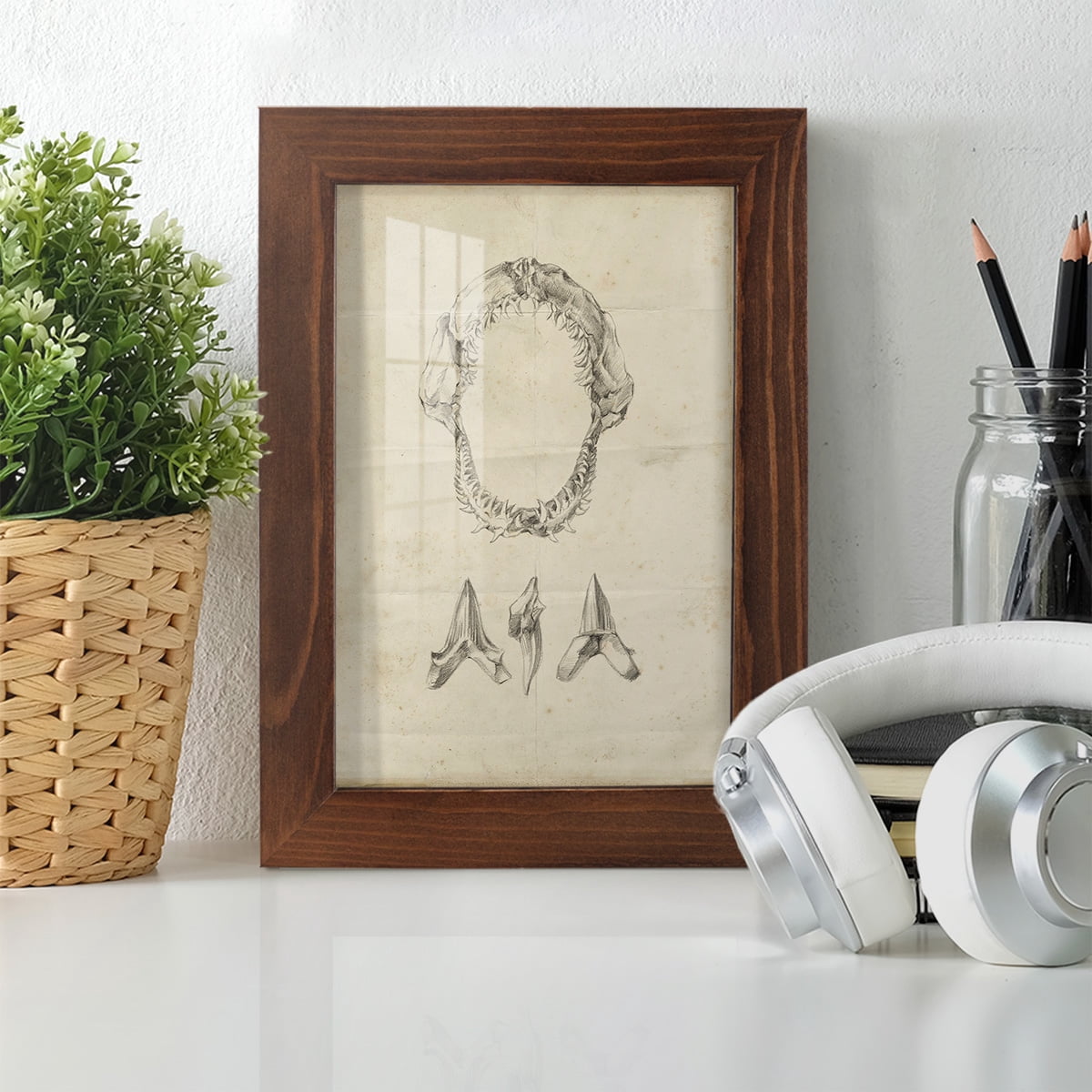 Shark Study I - Framed Print w/glass - Chestnut