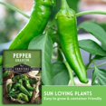 thumbnail image 4 of 5 packs Anaheim Pepper Seeds - Non-GMO Heirloom Full Sun Annual Vegetable, 4 of 6