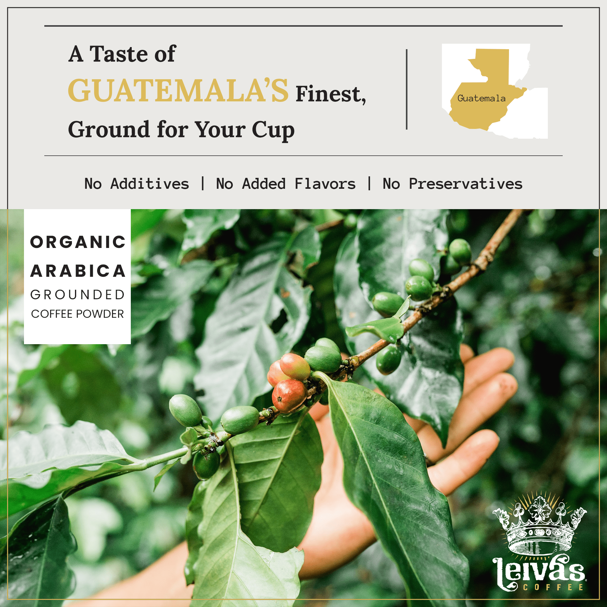 Leivas Medium Roast Whole Bean Coffee (8 Oz) - Roasted to Order, Single Origin Guatemalan Beans - Abuela Reina Whole Beans w/ Vanilla, Blueberries & Chocolate Notes - Low Acidity Roast 2 Pack