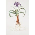 thumbnail image 2 of William Rickatson Dykes 17x24 Black Ornate Framed Double Matted Museum Art Print Titled: Iris Tools (1913), 2 of 5