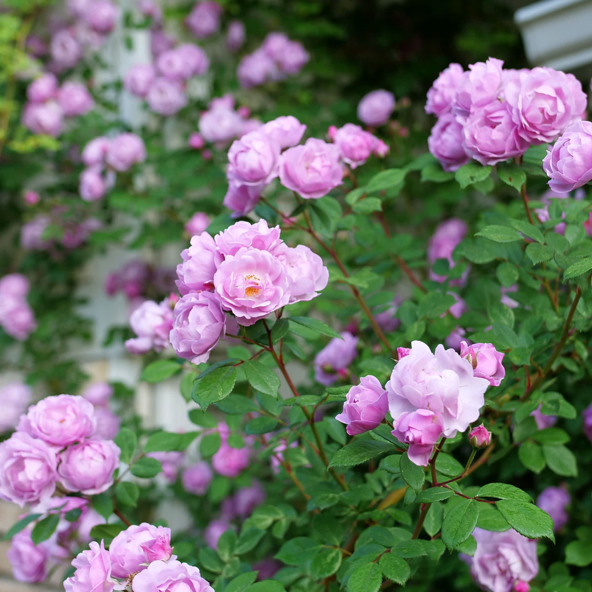 Proven Winners ColorChoice 5" Purple Rise Up Lilac Days Rose Live Plant in 4.5" Pot (4 Count)