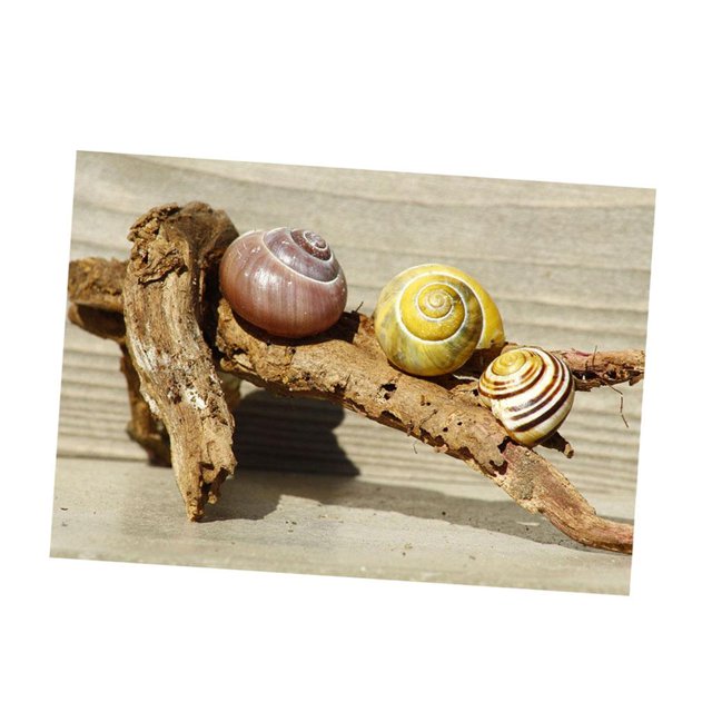 Tachiuwa Escargots Stone Sandbeach Turtle Aquarium Background Poster Sticker Escargots Escargots 61x30cm