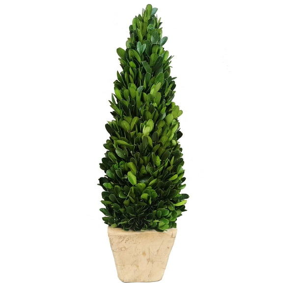 BOXWOOD WORLD Preserved Boxwood Cone Topiary in Planter Home Decor Farmstyle Natural Green Indoor Decor