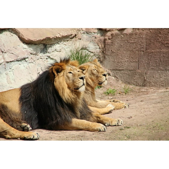 Framed Art For Your Wall Animal World Lion Zoo Lioness Together Pair Framed Art For Your Wall Animal World Lion Zoo Lioness Together Pair 10x13 Frame Com
