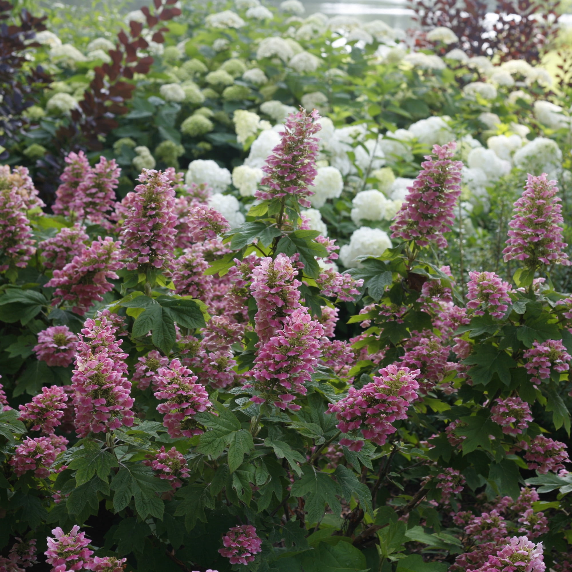 Proven Winners ColorChoice 5" Gatsby Pink Oakleaf Hydrangea Live Plant in 4.5" Pot (4 Count)