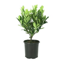 National Plant Network 1 gal. Cherry Laurel Bright 'N Tight