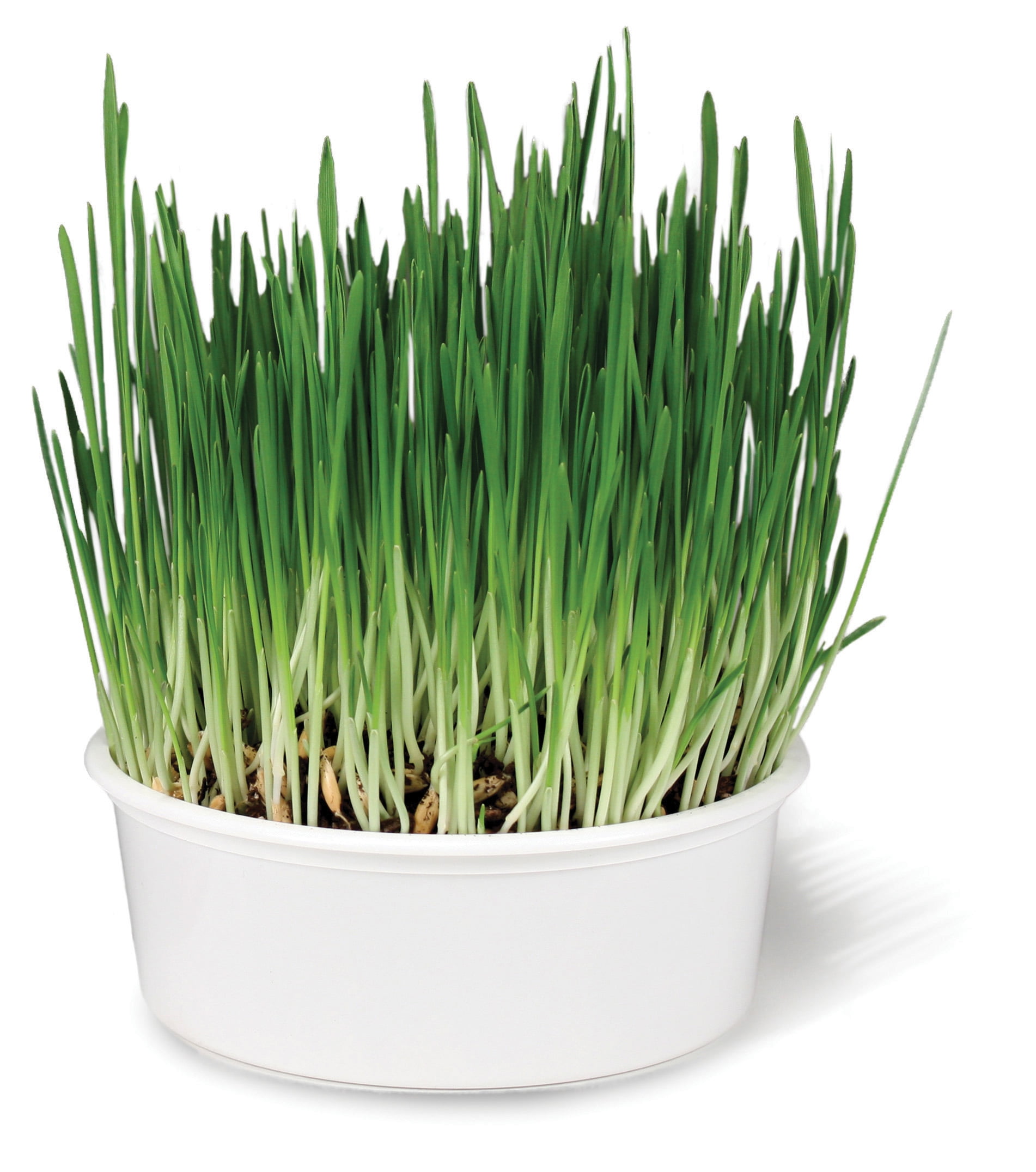 harvested cat grass 1ozapprox 800 seeds Kit Green including growing guide H O8I3 