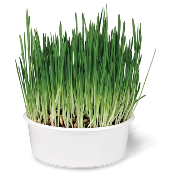 SmartyKat Sweet Greens Kit Cat Grass Grow Kit