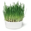 SmartyKat Sweet Greens Kit Cat Grass Grow Kit
