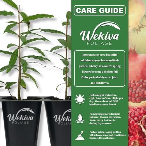 Azadi Pomegranate Tree - 4 Live Starter Plants - Edible Fruit Bearing Tree for The Patio and Garden