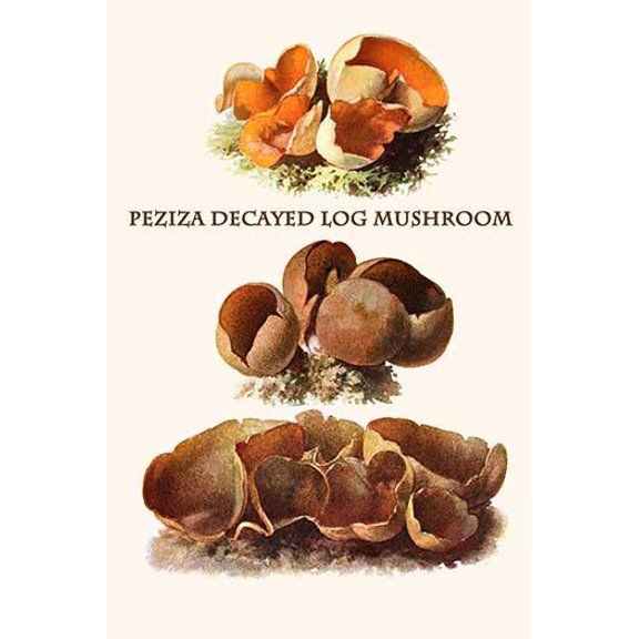 peziza decayed log mushroom-Fine Art Canvas Print (20" x 30")