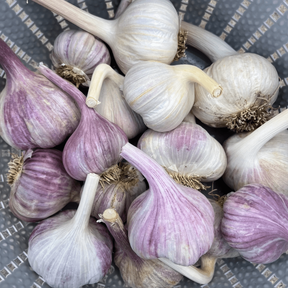 4 Mix Garlic Bulbs for Growing, Assorted Variety, Planting Outdoors, Hardneck Softneck Garlic Ready to Grow