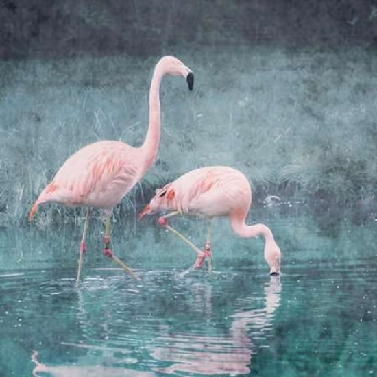 Plume Crevette Canv